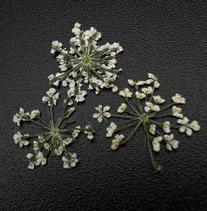 1673 Сухоцветы "Любимые цветочки" - NOGTISHOP